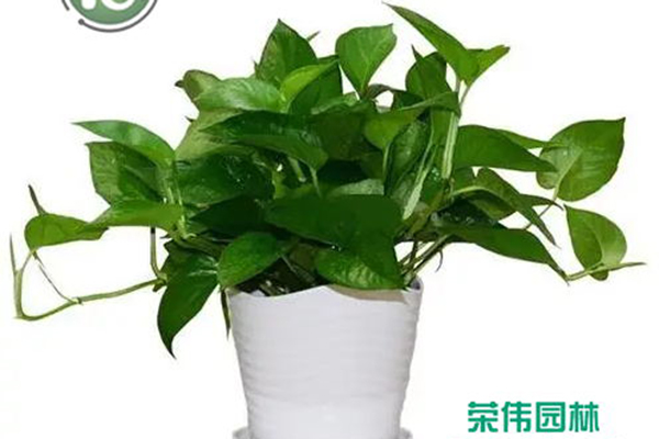 綠蘿吊蘭吸收甲醛凈化空氣